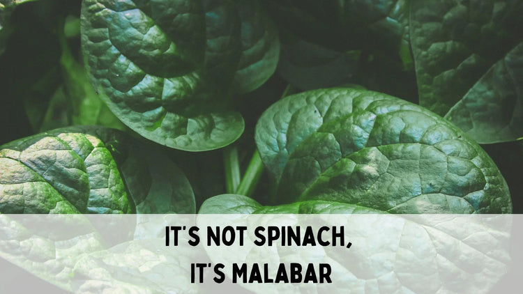 Close-up of fresh Malabar spinach leaves with text overlay saying it's not spinach, it's Malabar