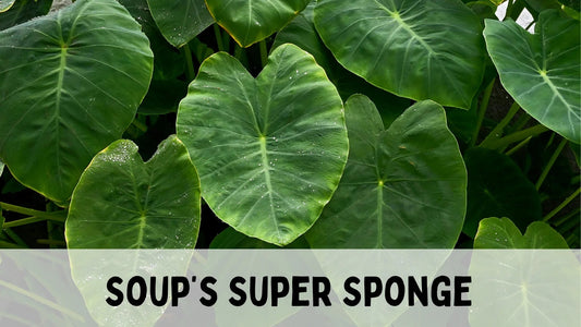 taro stem photo greenery background